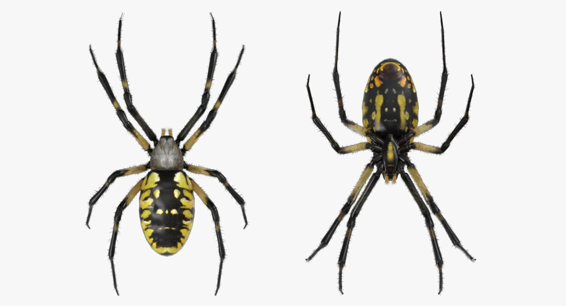 3D argiope aurantia spider rigged model https://p.turbosquid.com/ts-thumb/wJ/ZCzjIO/L3wcPdgU/argiopeaurantiaspiderriggedwithfurc4dmodel004/jpg/1503992061/1920x1080/fit_q87/8d61e4e11963a73235f35a098b0640fab35425c5/argiopeaurantiaspiderriggedwithfurc4dmodel004.jpg