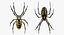 Argiope Aurantia Spider equipado com peles