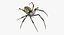 Argiope Aurantia Spider equipado com peles