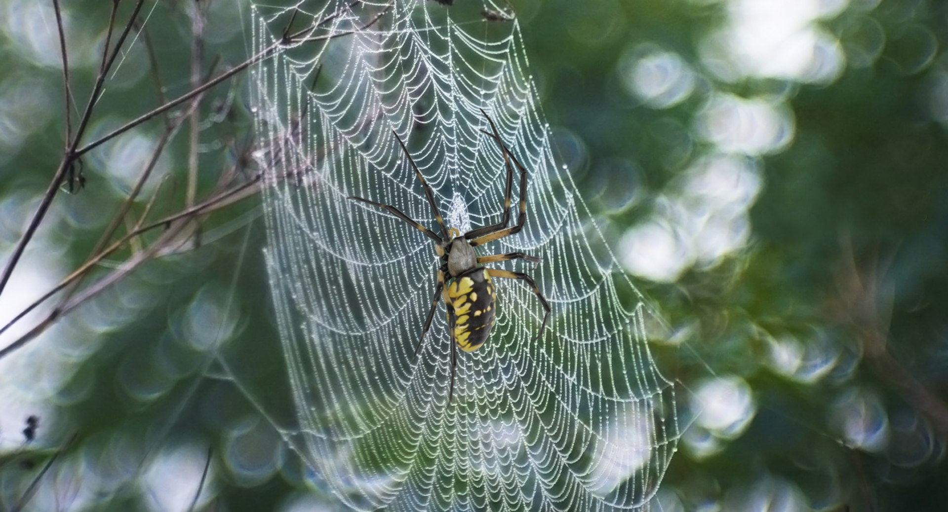 3D argiope aurantia spider rigged model https://p.turbosquid.com/ts-thumb/wJ/ZCzjIO/NypurhMS/argiopeaurantiaspiderriggedwithfurc4dmodel003/jpg/1503992061/1920x1080/fit_q87/90e4227ca76d4821ad1b01a4d79b1e6aac006504/argiopeaurantiaspiderriggedwithfurc4dmodel003.jpg