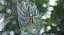 Argiope Aurantia Spider equipado com peles