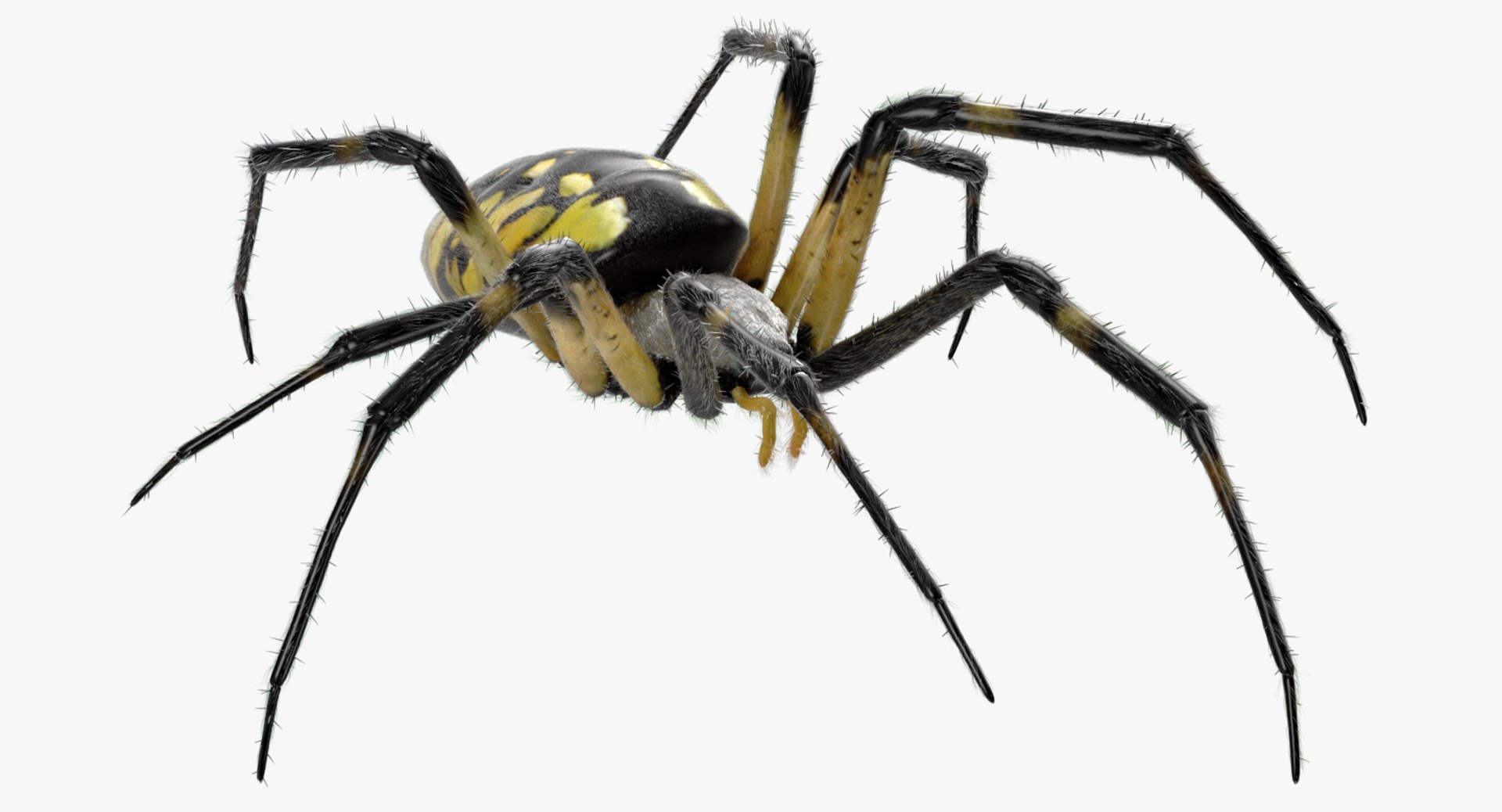 3D argiope aurantia spider rigged model https://p.turbosquid.com/ts-thumb/wJ/ZCzjIO/PYDIOT9L/argiopeaurantiaspiderriggedwithfurc4dmodel006/jpg/1503992061/1920x1080/fit_q87/cb974244da7b619c2ec4677b4bc80eeb89cd269a/argiopeaurantiaspiderriggedwithfurc4dmodel006.jpg