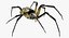 Argiope Aurantia Spider equipado com peles
