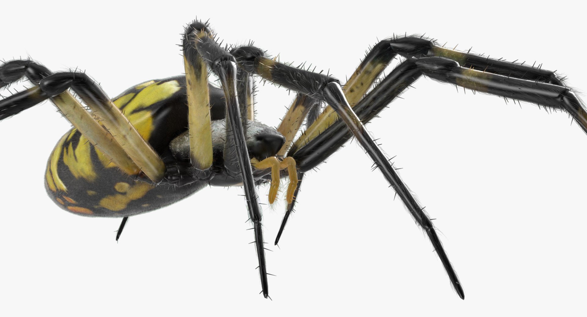 3D argiope aurantia spider rigged model https://p.turbosquid.com/ts-thumb/wJ/ZCzjIO/X3uLyiWV/argiopeaurantiaspiderriggedwithfurc4dmodel008/jpg/1503992061/1920x1080/fit_q87/cfd60a5a5a6794463f85cc0e89e68db4662bd585/argiopeaurantiaspiderriggedwithfurc4dmodel008.jpg