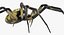 Argiope Aurantia Spider equipado com peles
