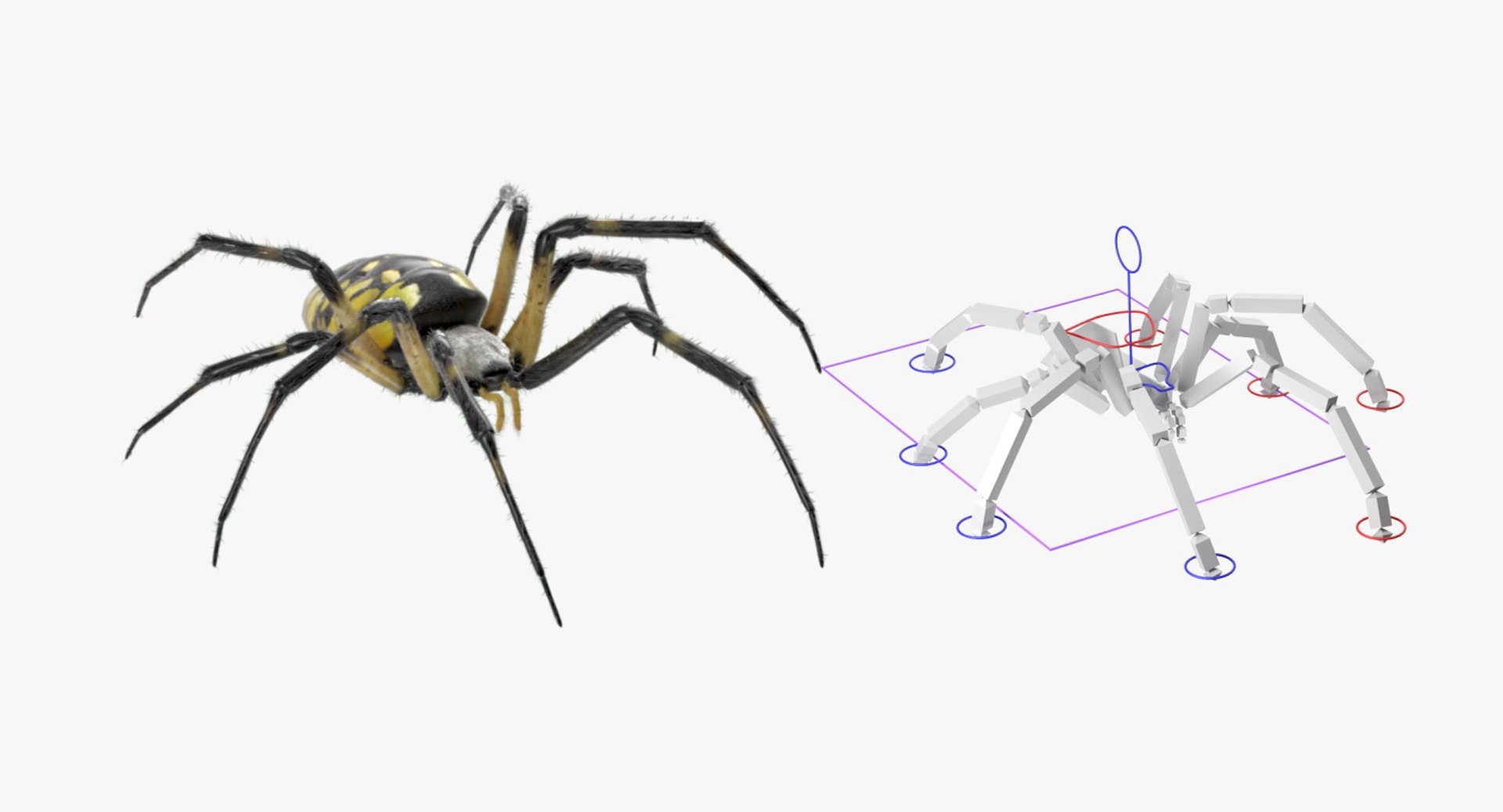 3D argiope aurantia spider rigged model https://p.turbosquid.com/ts-thumb/wJ/ZCzjIO/jWExY9yx/argiopeaurantiaspiderriggedwithfurc4dmodel010/jpg/1503992061/1920x1080/fit_q87/2569e18092194b93e5e056d3ea1a566ae9ffbac1/argiopeaurantiaspiderriggedwithfurc4dmodel010.jpg