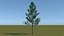 maple tree