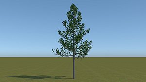 maple tree