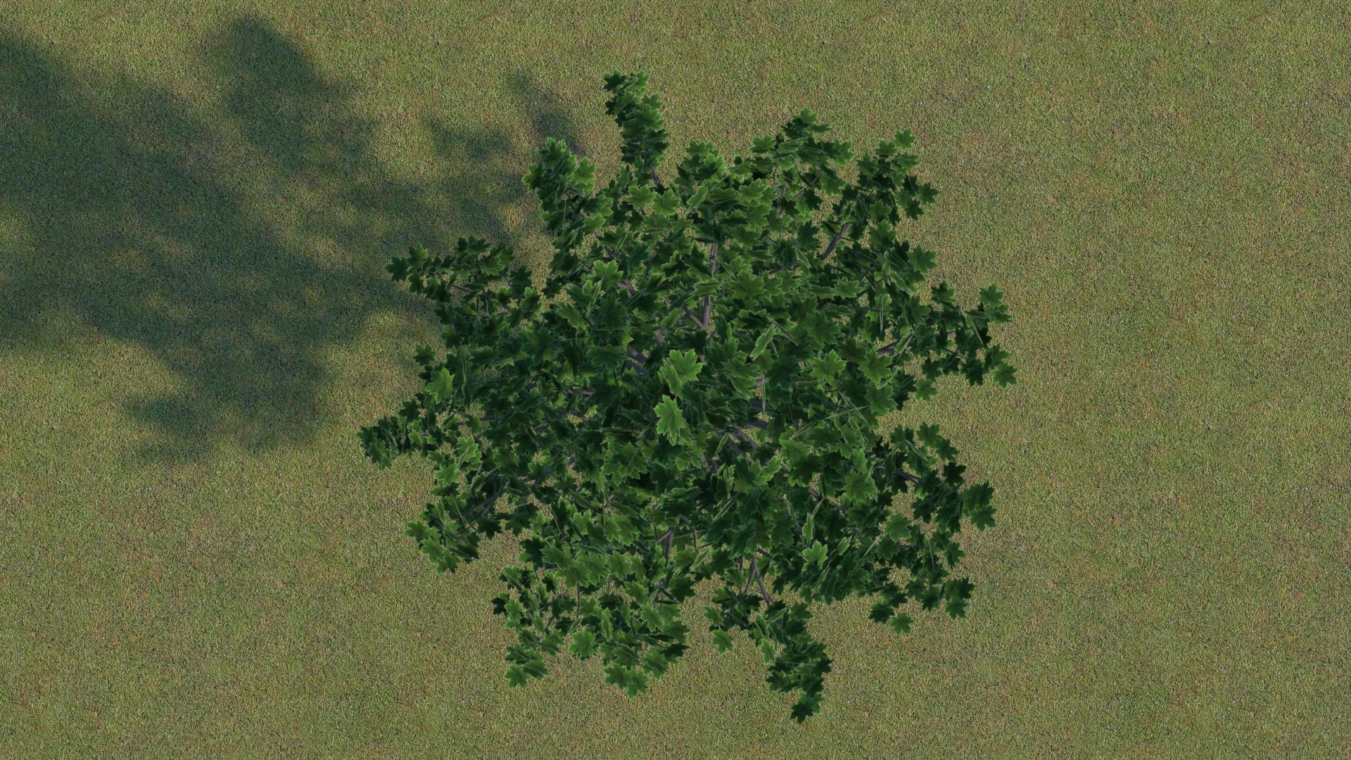 maple tree 3D https://p.turbosquid.com/ts-thumb/wJ/ghLrAO/CXsMwZ0T/mapletree04/jpg/1573740871/1920x1080/fit_q87/97489ea4ee2e7d7236f6b76ef7c882efae9a0d33/mapletree04.jpg