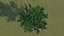 maple tree