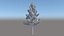 maple tree