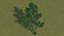 maple tree