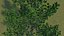 maple tree