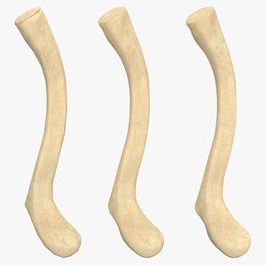 Clavicle Bone
