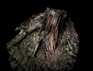 realistic stump 3D model