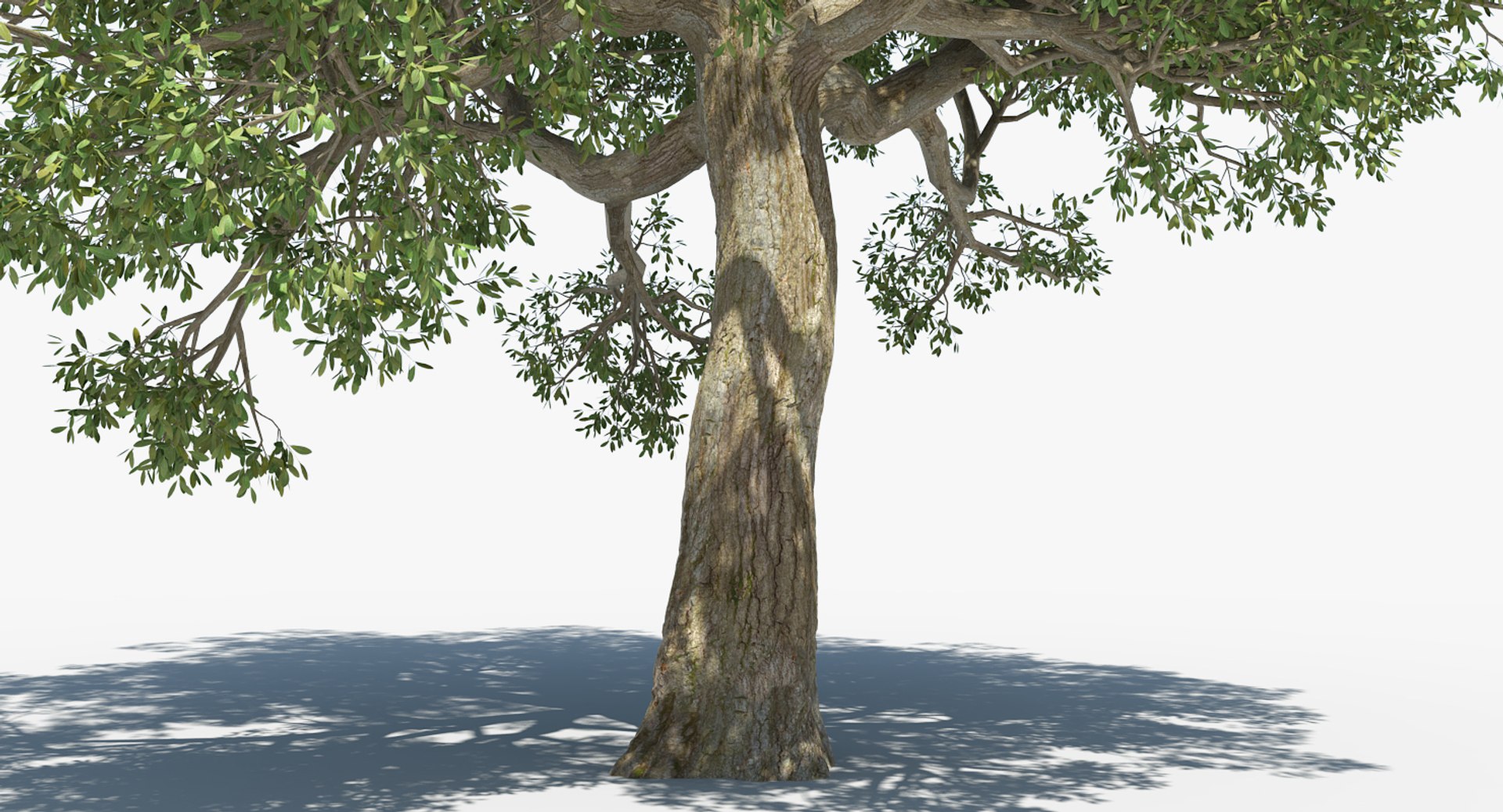 Realistic deciduous tree model - TurboSquid 1294934