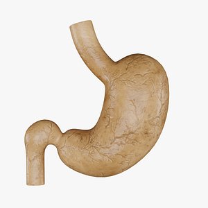 Human Stomach 3D Model - Realistic Human Stomach Anatomy