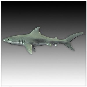 Great White Shark Model (Blender) by ScorchingKami on DeviantArt