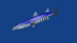 Barracuda