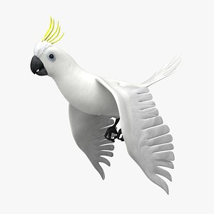 3d cockatoo animation flying model