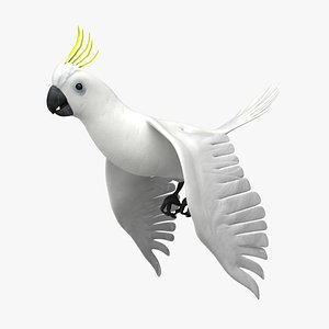 Cockatoo