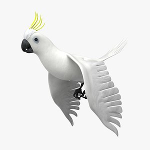 Cockatoo