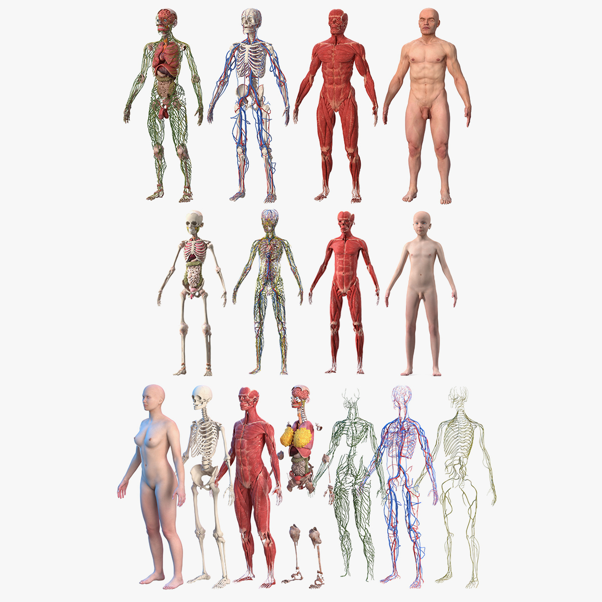 modelo 3d Colección completa de anatomía humana - TurboSquid 1981921