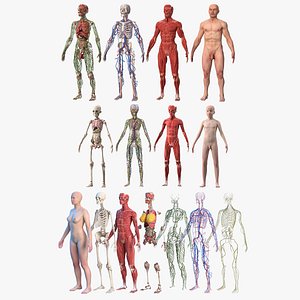 Complete Human Anatomy Collection 3D model