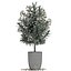 Collection Nerium oleander