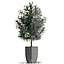 Collection Nerium oleander
