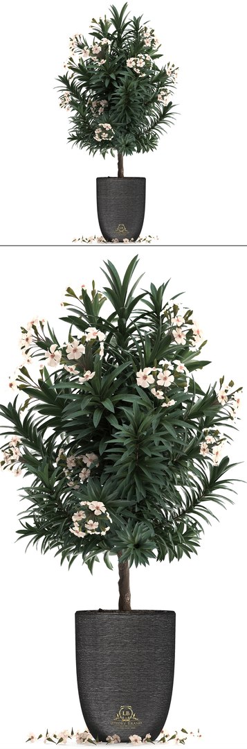 nerium oleander 3D model https://p.turbosquid.com/ts-thumb/wK/YF9Flp/7vKw78eB/oleander28011910/jpg/1548696559/1920x1080/fit_q87/ec088d062b83a206a44039b348b13afbe34e3047/oleander28011910.jpg