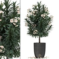 Collection Nerium oleander
