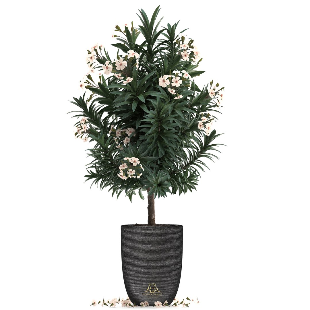 nerium oleander 3D model https://p.turbosquid.com/ts-thumb/wK/YF9Flp/gkuc7Gcp/oleander28011901/jpg/1548696559/1920x1080/fit_q87/60050e02a17d07e1b3968d3edc922aadd9a22fe9/oleander28011901.jpg