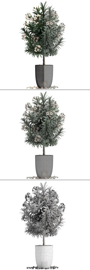 nerium oleander 3D model https://p.turbosquid.com/ts-thumb/wK/YF9Flp/qFQrUjOX/oleander28011906/jpg/1548696559/1920x1080/fit_q87/8a0627a202e6f97cd3c9f7fc73d50e792e53ba51/oleander28011906.jpg