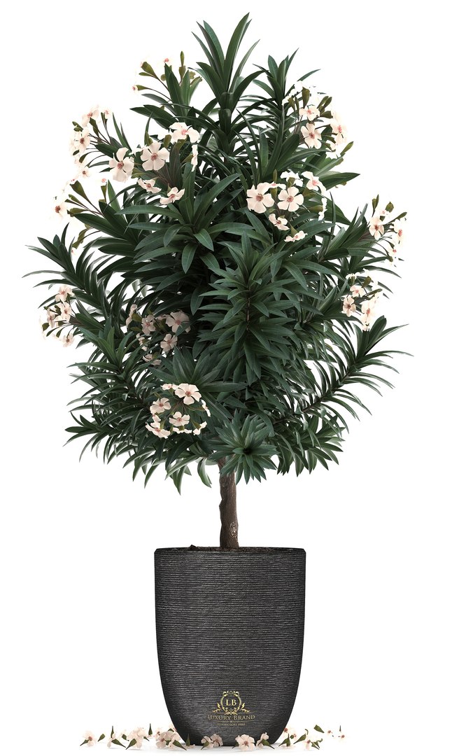 nerium oleander 3D model https://p.turbosquid.com/ts-thumb/wK/YF9Flp/sMcEve64/oleander28011902/jpg/1548696559/1920x1080/fit_q87/1f191405ec975a500c378e3f1d5a512ac99b1ef2/oleander28011902.jpg