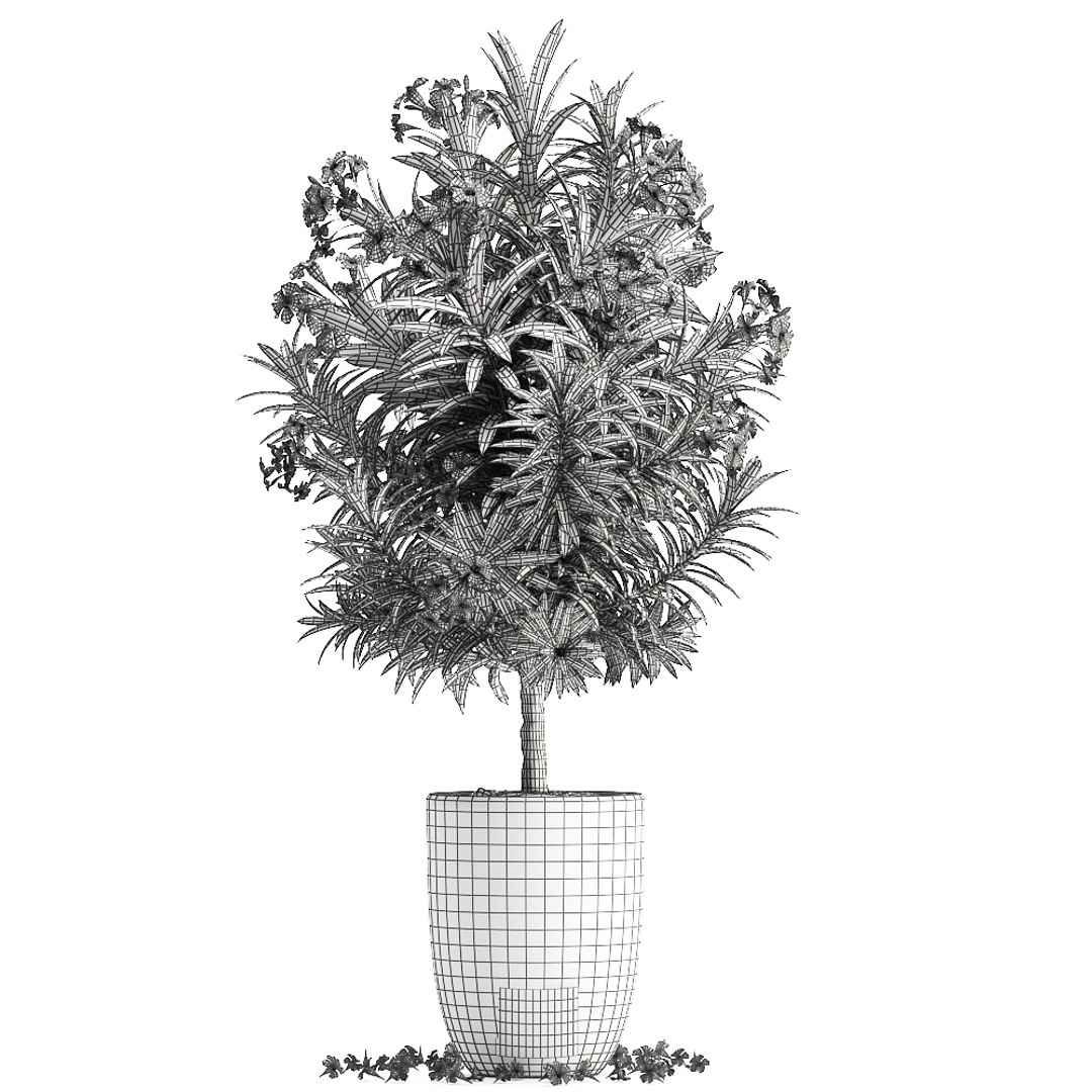 nerium oleander 3D model https://p.turbosquid.com/ts-thumb/wK/YF9Flp/uktC10Qw/oleander28011909/jpg/1548696559/1920x1080/fit_q87/07a115227c924010db7df240863a79242022e146/oleander28011909.jpg