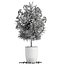 Collection Nerium oleander