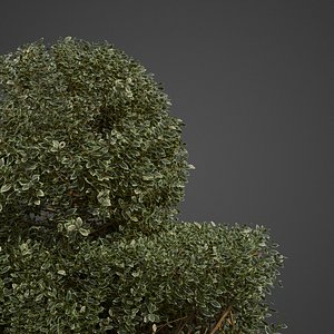 2021 PBR Golden Leaved Boxwood Collection