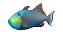 Black Durgon fish
