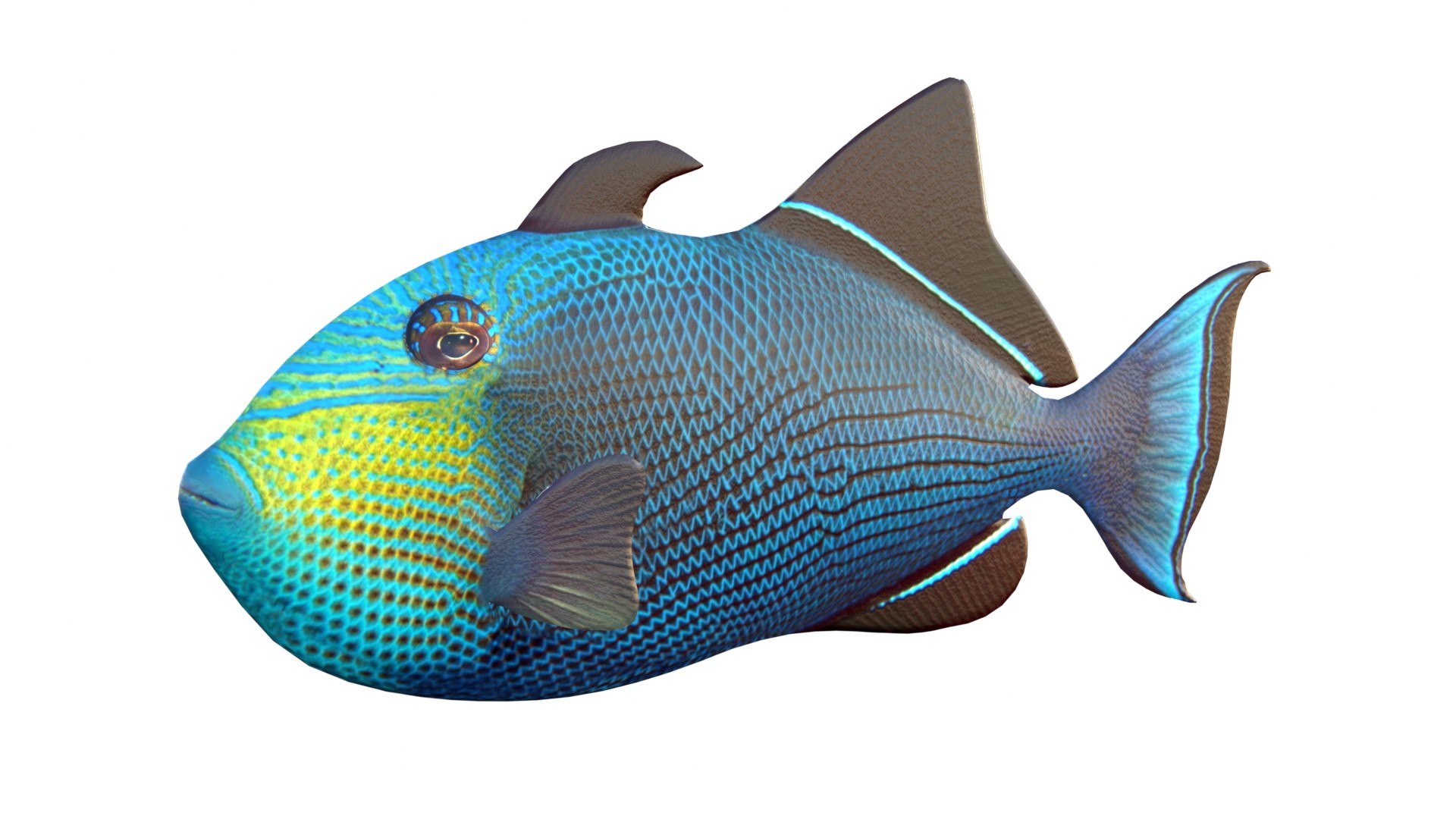3D 50 Fish Sea Creature Collection v3 https://p.turbosquid.com/ts-thumb/wK/of85hI/qb/1/jpg/1789221582/1920x1080/fit_q87/b41a24a88cf322e345946cbb11c2d24ec99ae039/1.jpg