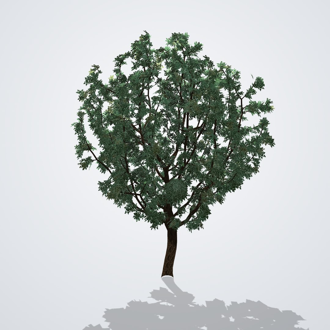 20 Trees Collection - Ornamental, Fruit and Shade Trees model https://p.turbosquid.com/ts-thumb/wK/rOdScv/1U/cinnamomumcamphora_02_side_right/png/1792518166/1920x1080/fit_q87/671d6e52dd08d93e9363d1fd447eef9d0424a181/cinnamomumcamphora_02_side_right.jpg