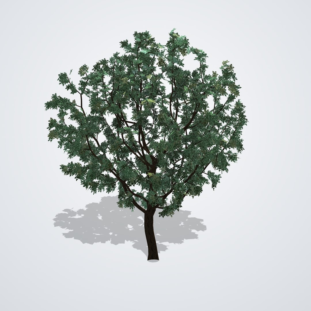 Camphor Tree Mature - Cinnamomum camphora 3D model https://p.turbosquid.com/ts-thumb/wK/rOdScv/e0/cinnamomumcamphora_04_side_left/png/1790118450/1920x1080/fit_q87/93dc0eb243d2a1e67866495e2fdd1e4bf2218d6e/cinnamomumcamphora_04_side_left.jpg