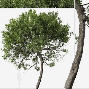 Lemonwood or Pittosporum eugenioides Tree