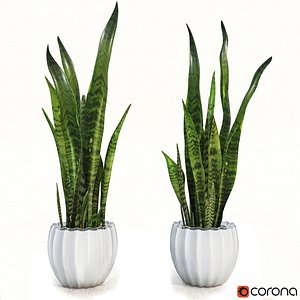 3d sansevieriya trifasciata model