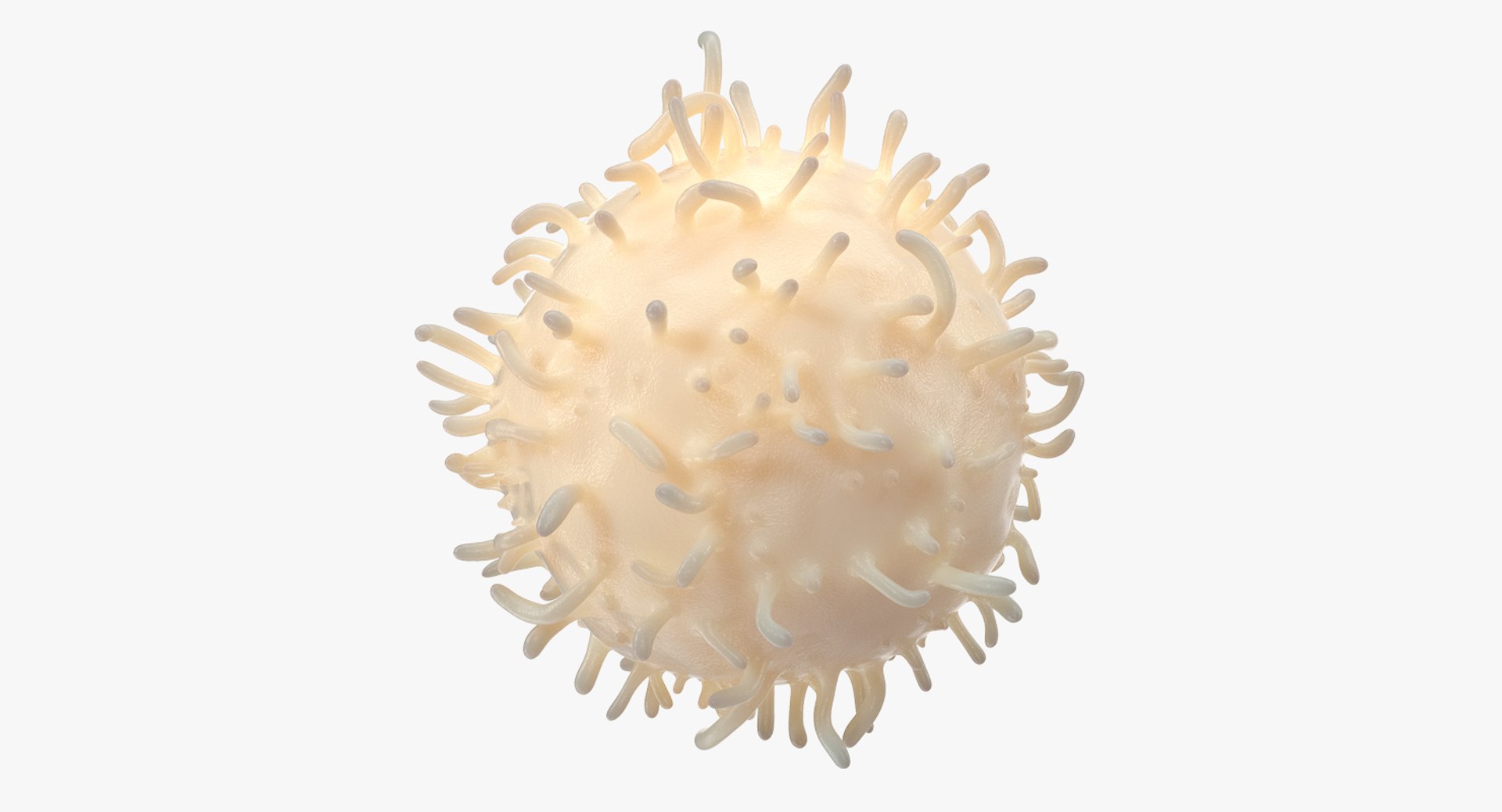 White Blood Cell 3D Model 3D model preview