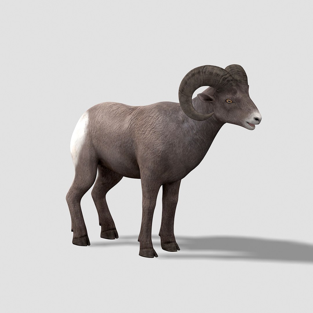 3d model bighorn sheep https://p.turbosquid.com/ts-thumb/wL/LF9LMB/GlIDkmUw/bighornsheep05/jpg/1451204025/1920x1080/fit_q87/10f62798ed72b1cbc47a501b1e04471c2d94ad84/bighornsheep05.jpg