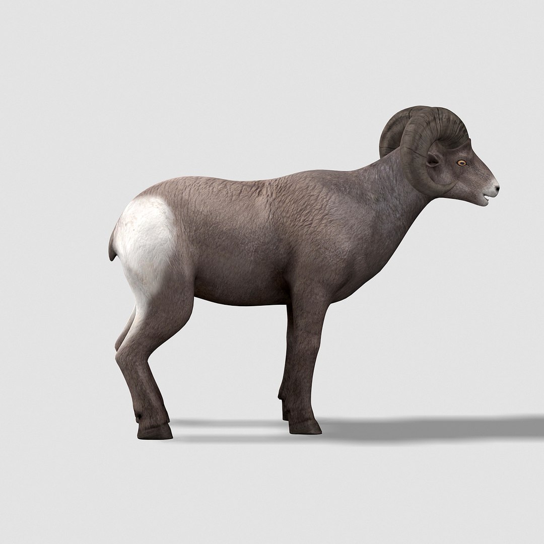 3d model bighorn sheep https://p.turbosquid.com/ts-thumb/wL/LF9LMB/Lb3ufHPi/bighornsheep04/jpg/1451204025/1920x1080/fit_q87/3da9dd3dc5c205a3f159498943df73e95de24241/bighornsheep04.jpg