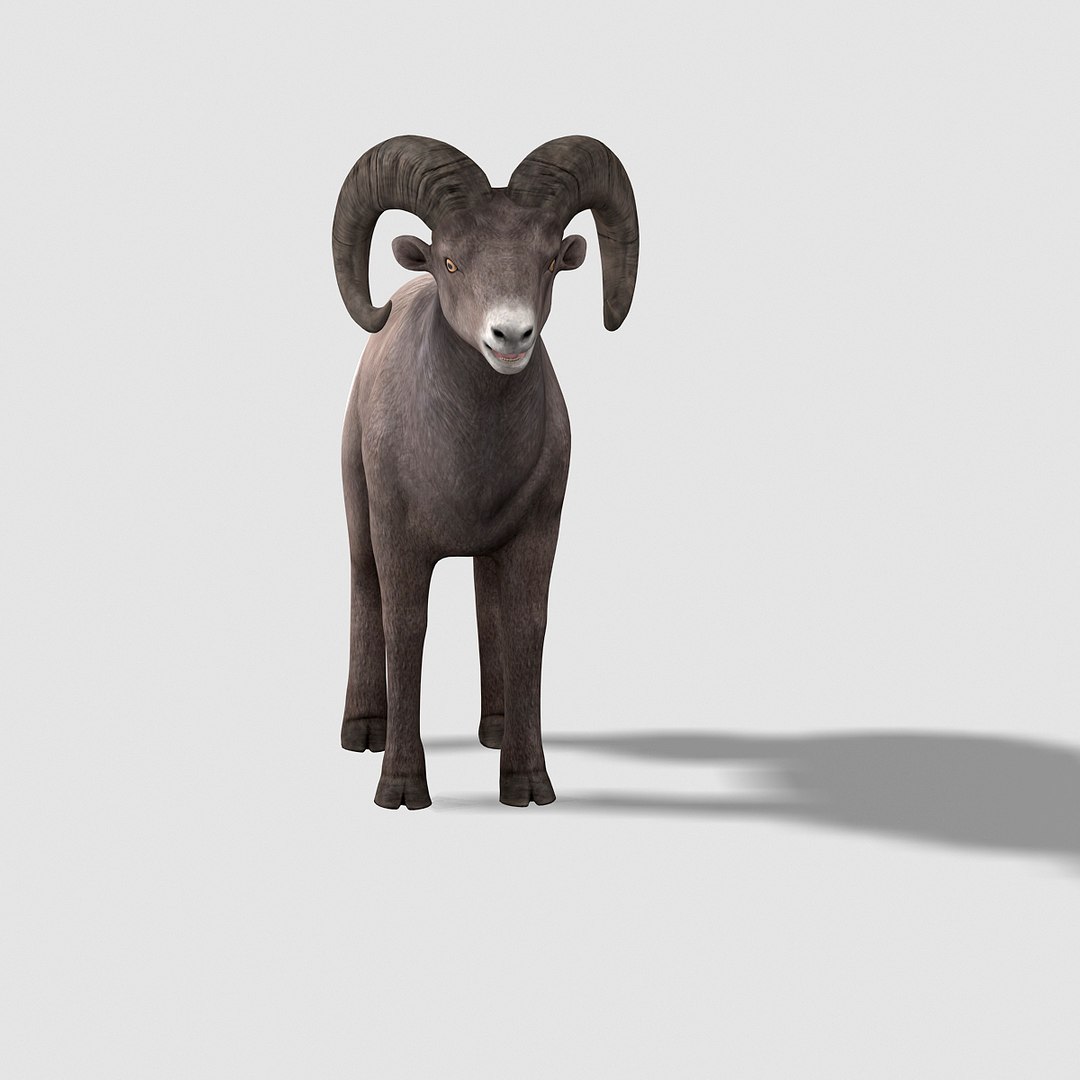 3d model bighorn sheep https://p.turbosquid.com/ts-thumb/wL/LF9LMB/OOikhJsO/bighornsheep06/jpg/1451204025/1920x1080/fit_q87/1af16c8ca5faf13058f2c8d80326920583655d52/bighornsheep06.jpg