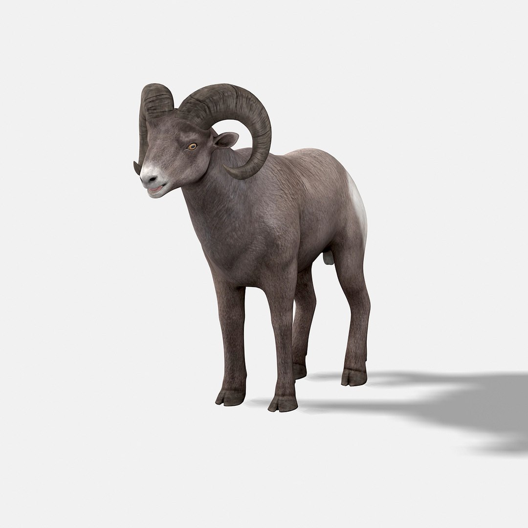 3d model bighorn sheep https://p.turbosquid.com/ts-thumb/wL/LF9LMB/RH9NEA0n/bighornsheep07/jpg/1451204025/1920x1080/fit_q87/450a444ef2143a7329974ca5e075ae170cd26c47/bighornsheep07.jpg