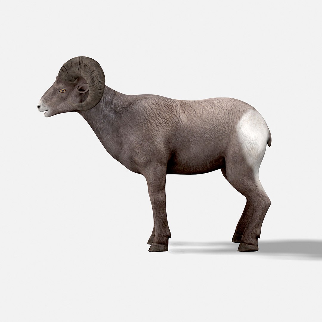 3d model bighorn sheep https://p.turbosquid.com/ts-thumb/wL/LF9LMB/fuXLJjtN/bighornsheep08/jpg/1451204025/1920x1080/fit_q87/563ad70c3c069a08247887a9b253ccd7debd760f/bighornsheep08.jpg